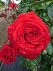 ∞愛華∞