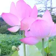 アズキの画像