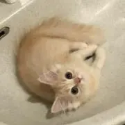 さs☆