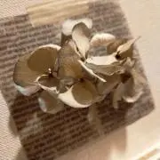あじさいの画像