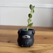 パグの画像