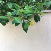 miniiiの画像
