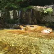 ブラックベリーの画像