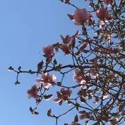 nnの画像