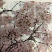 halkiri8の画像