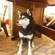 たろきちの画像