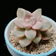 あみの画像