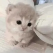 あまゆの画像