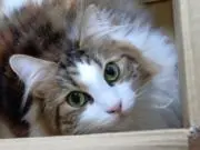 さかな