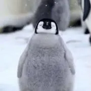 コロンの画像