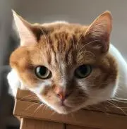 ナカの画像