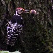 キツツキ