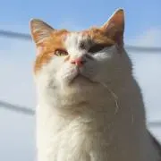 けけの画像