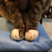 ねこねこ
