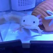 Balchanの画像