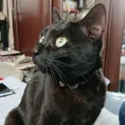 のんままの画像