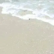 とガンス