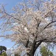 yumeの画像