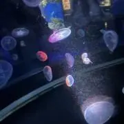 ジェケジェケの画像