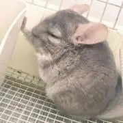 ちんちらの画像