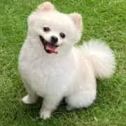もりぜんの画像
