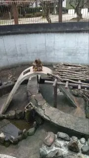 やまびこの画像