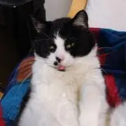 みいたらの画像