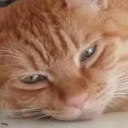 akitun
