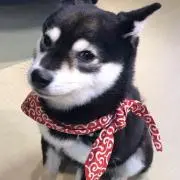 ちっちーの画像