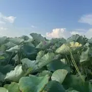 うるぴよの画像