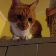 にゃおの画像