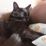 Nicoの画像