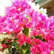 え〜こ