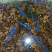 リゾット