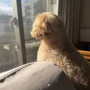 土佐堀の画像
