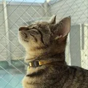 葉っぱの画像