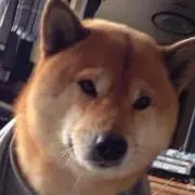 ぼりちゃん