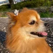 keiの画像