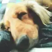 やまひろの画像