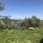 Sheepの画像