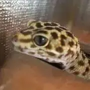とものすけの画像