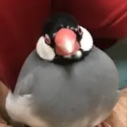 ホリッパリ