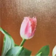 maruの画像