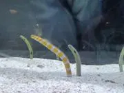 おもらいすの画像