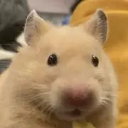 ぽてぽてぽてとの画像