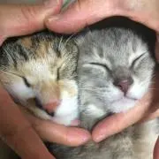 なーひめ