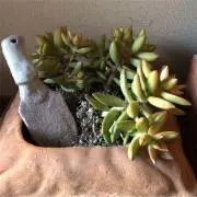タコの画像