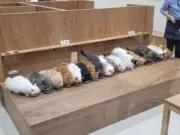チルカの画像