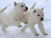 tekaの画像