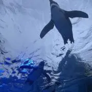 サンシャイン